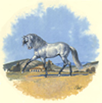 Horse - Andalous